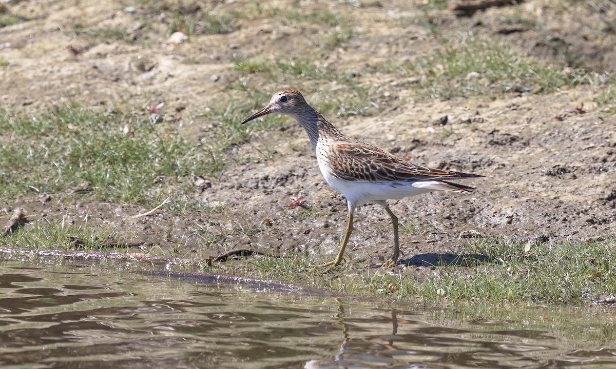 Bécasseau à poitrine cendrée - ML642880727