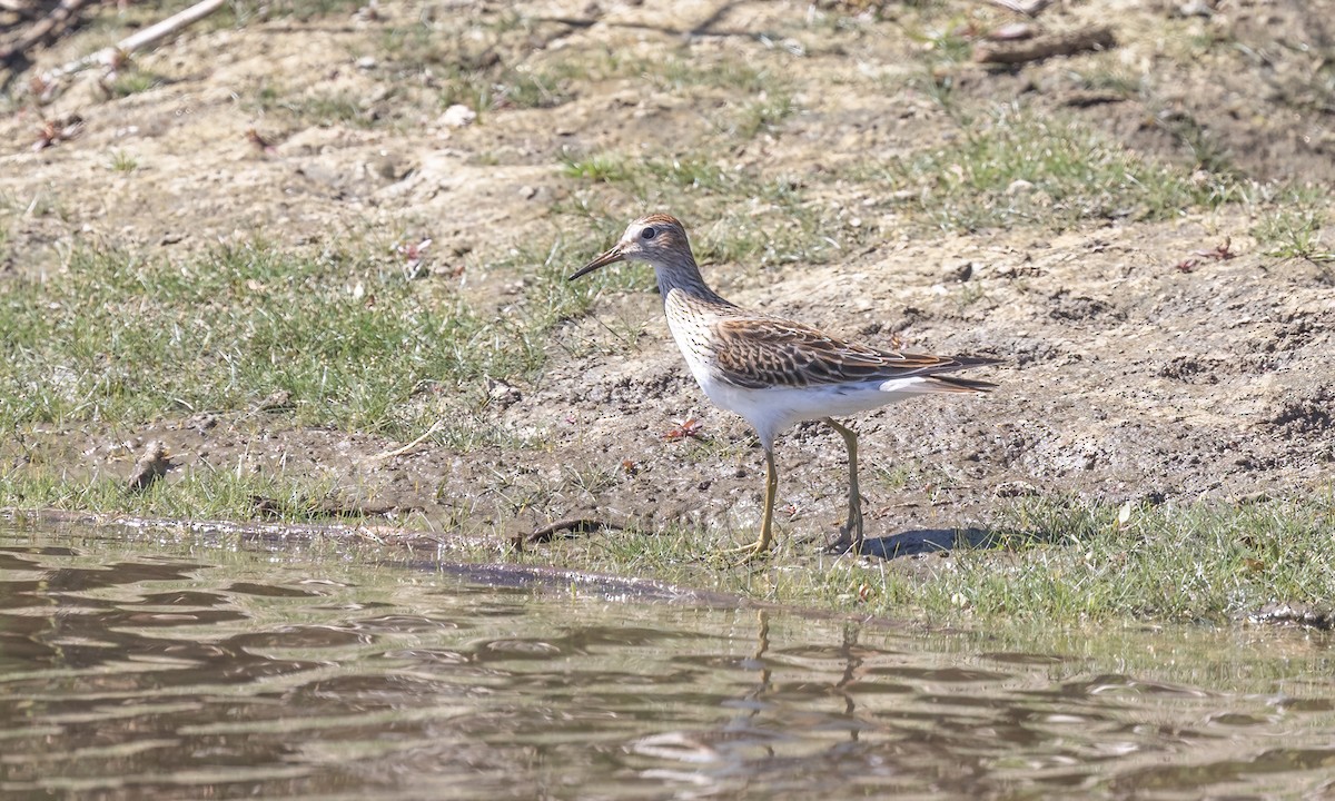 Bécasseau à poitrine cendrée - ML642880728