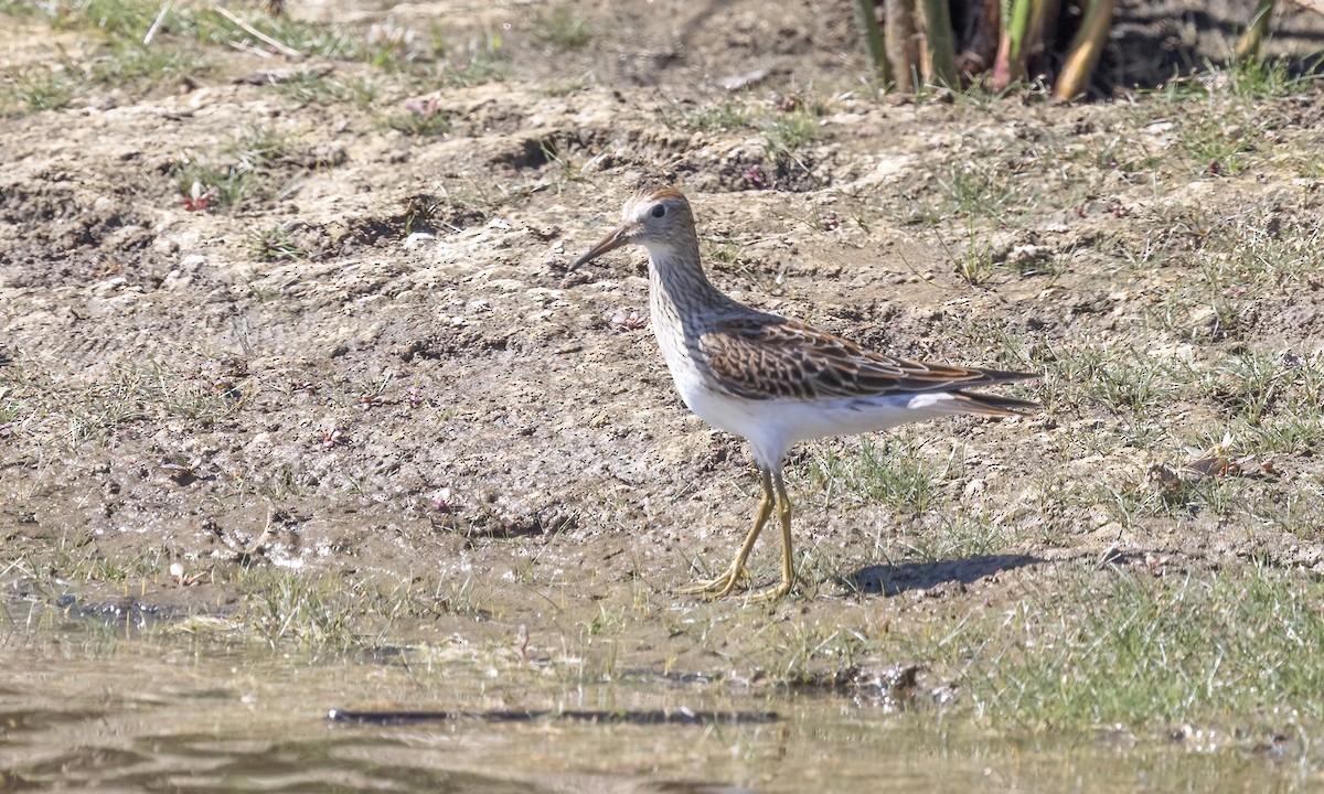 Bécasseau à poitrine cendrée - ML642880729