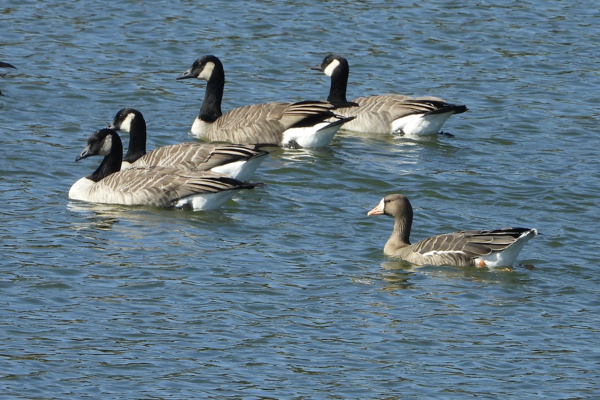 Greater White-fronted Goose - ML642880730