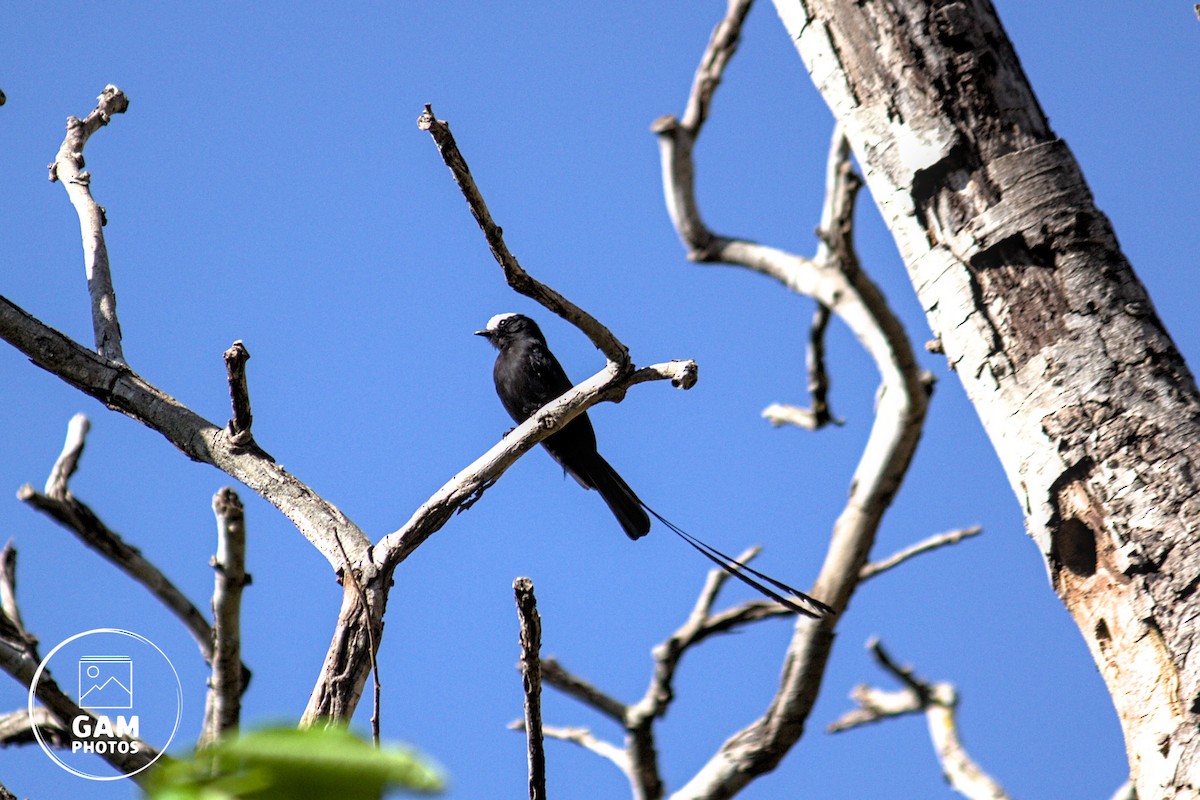 Long-tailed Tyrant - ML642880743