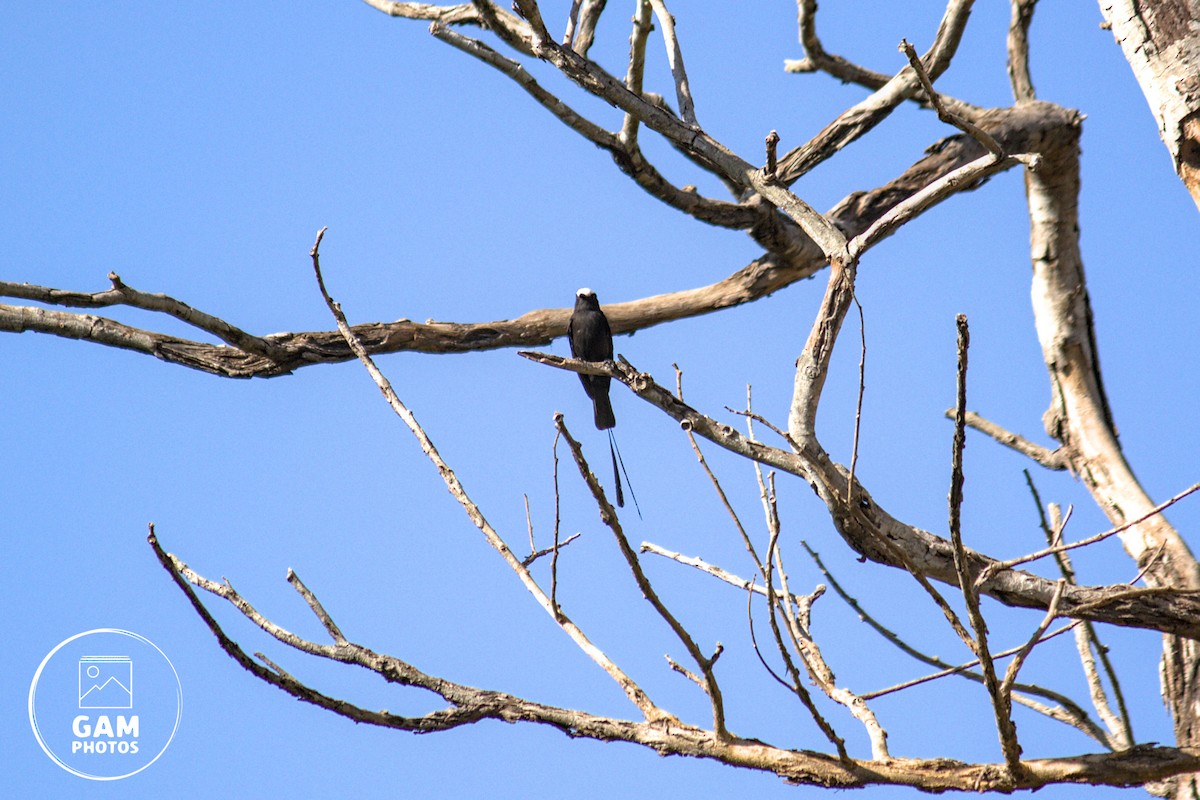 Long-tailed Tyrant - ML642880744