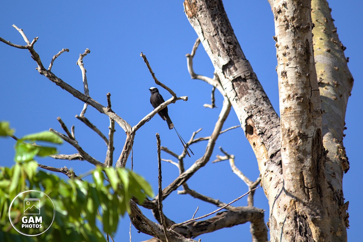 Long-tailed Tyrant - ML642880745
