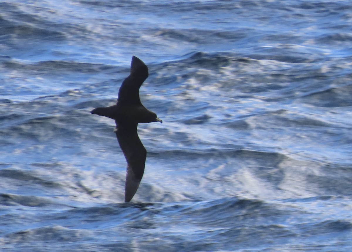 Puffin du Westland - ML642880770