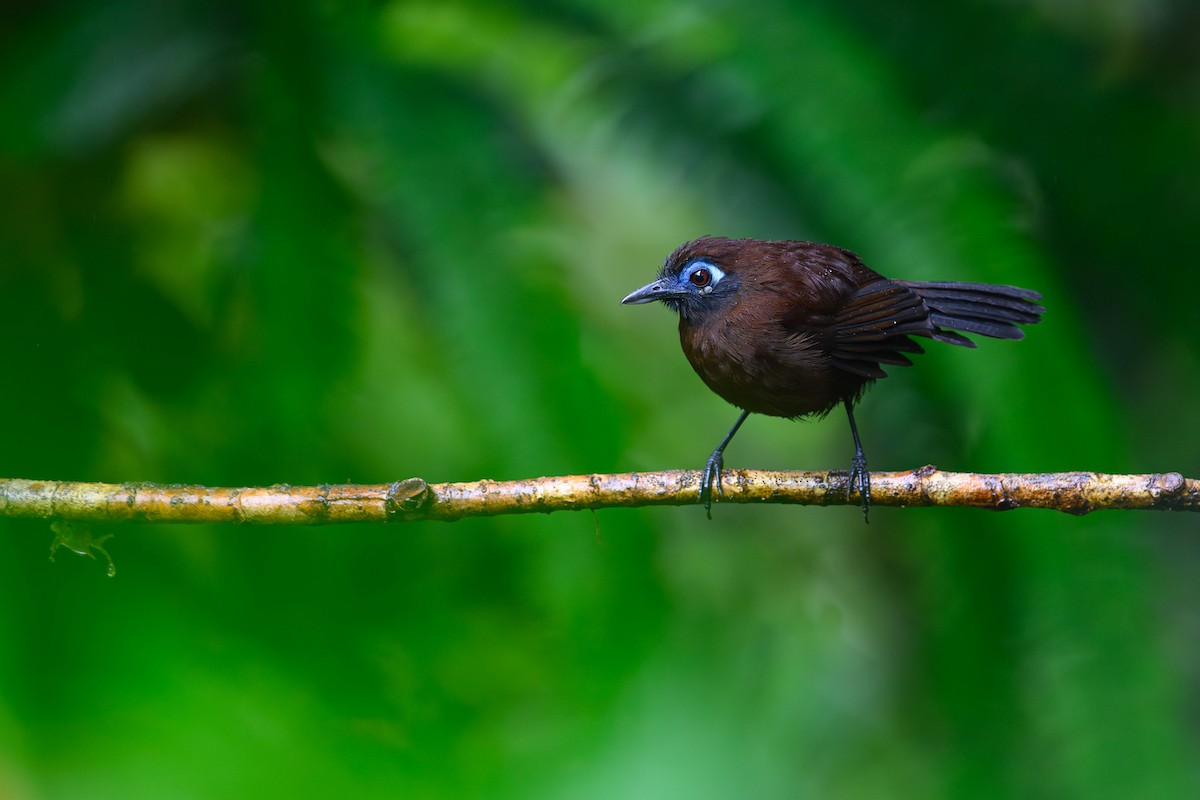 Панамская муравьеловка - ML642880772