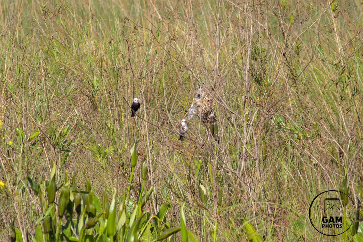 White-headed Marsh Tyrant - ML642880777