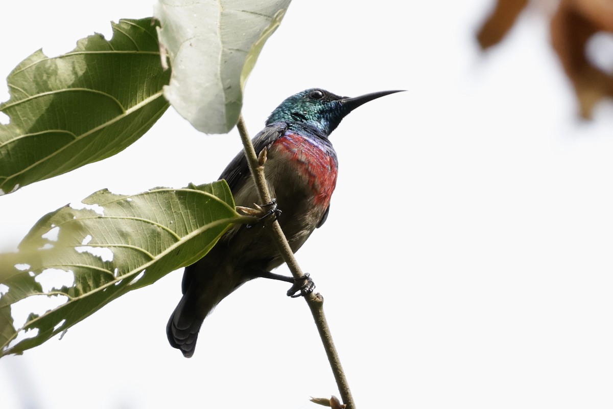 Tiny Sunbird - ML642880778