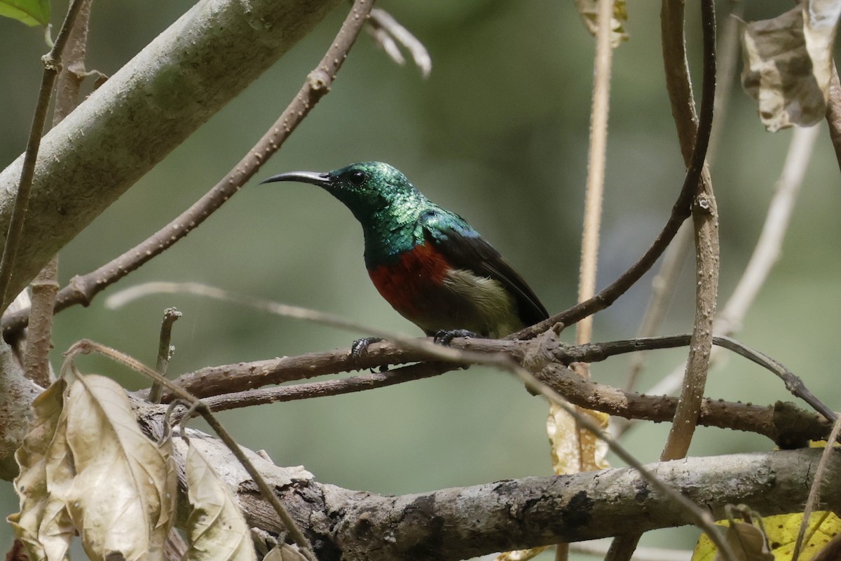 Tiny Sunbird - ML642880779