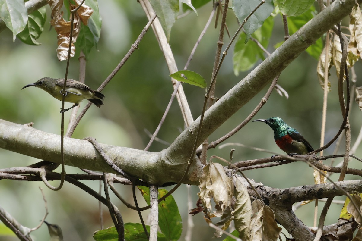 Tiny Sunbird - ML642880780