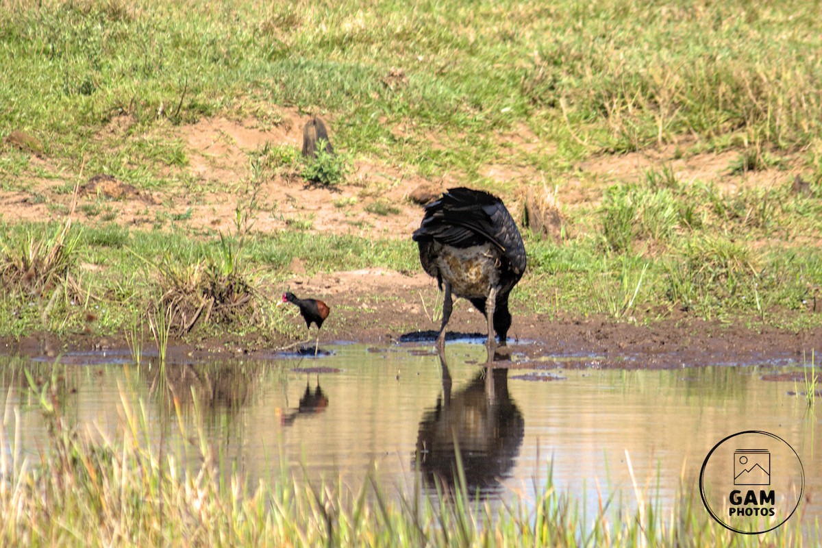 Wattled Jacana - ML642880781