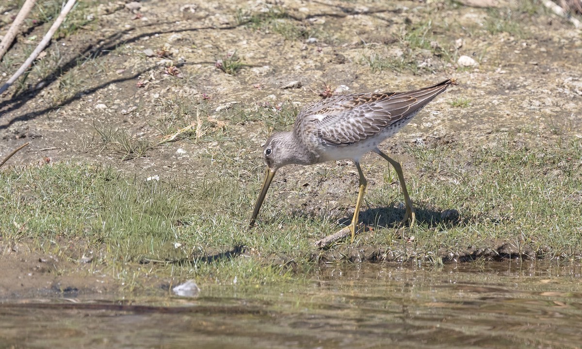 Short-billed Dowitcher - ML642880785