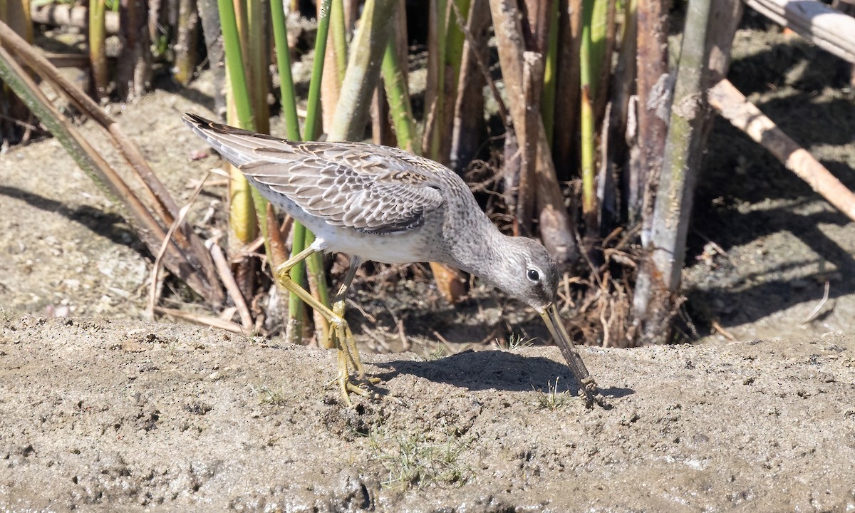 Short-billed Dowitcher - ML642880786