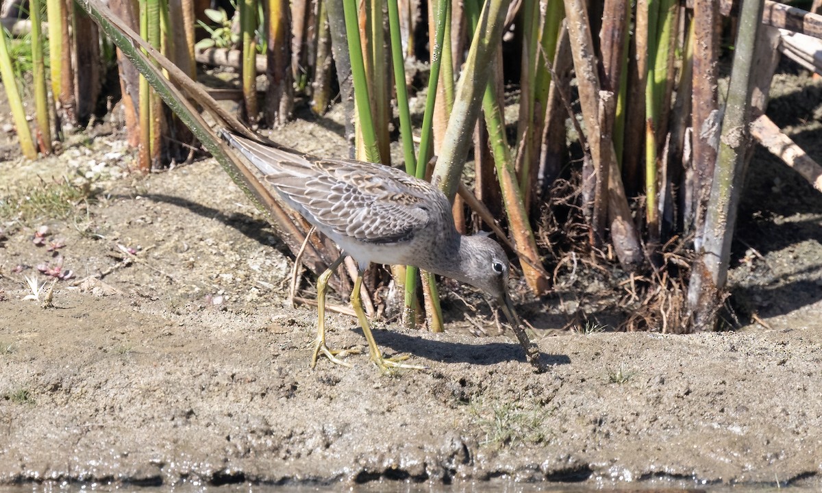 Short-billed Dowitcher - ML642880787