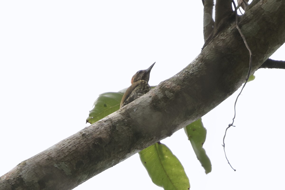 Melancholy Woodpecker - ML642880794