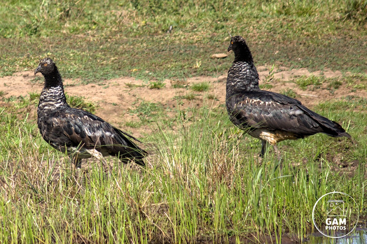 Horned Screamer - ML642880803