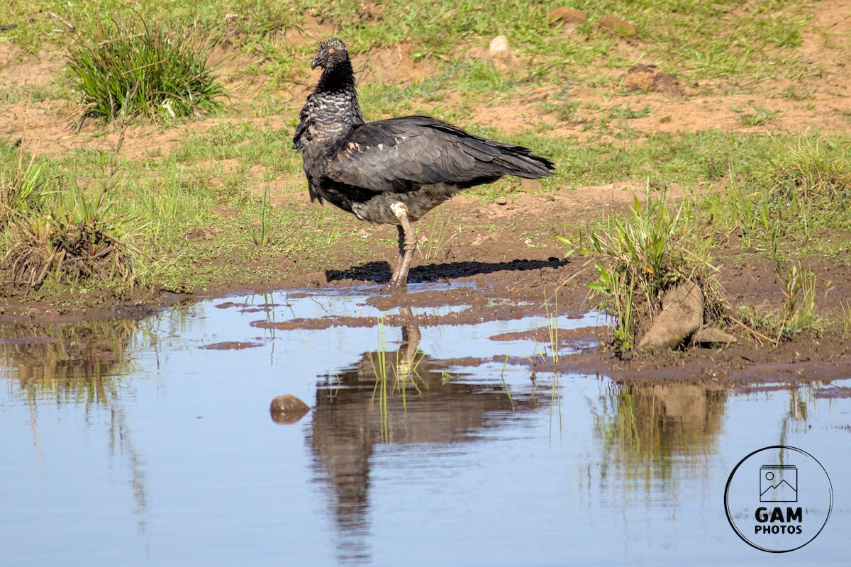 Horned Screamer - ML642880804