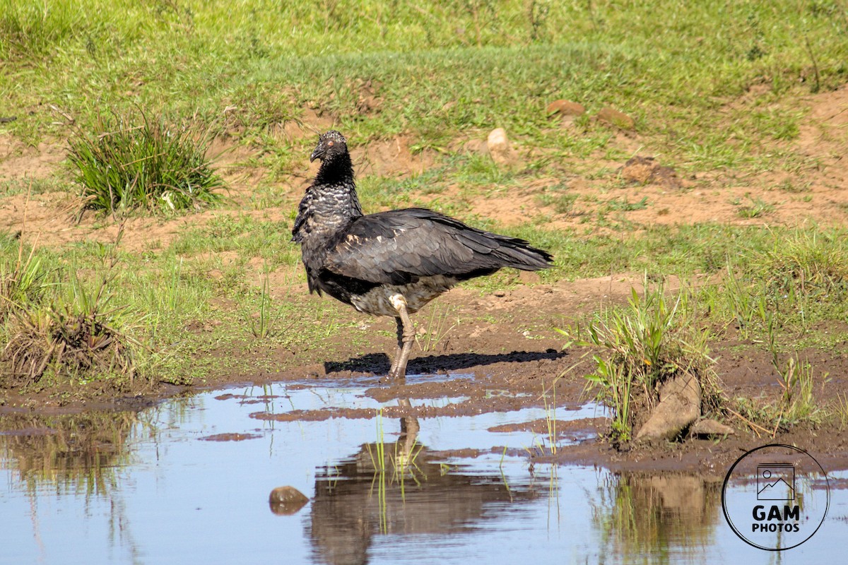Horned Screamer - ML642880805