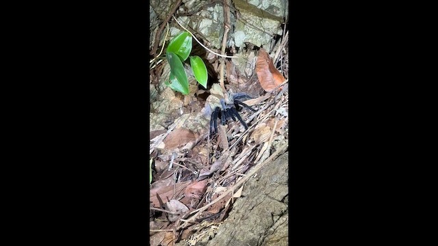 Thai Black Tarantula - ML642880853