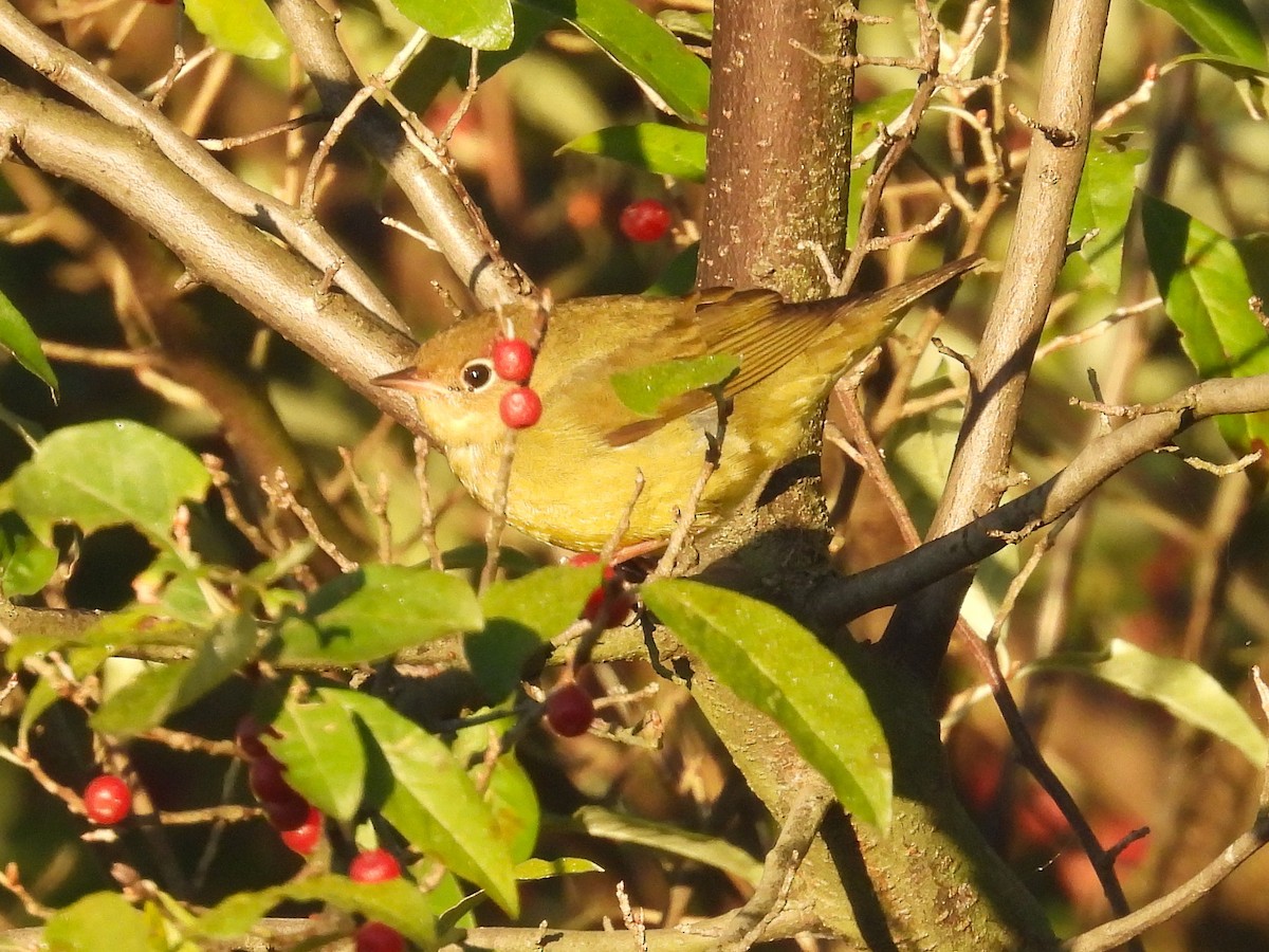 Connecticut Warbler - ML642880854