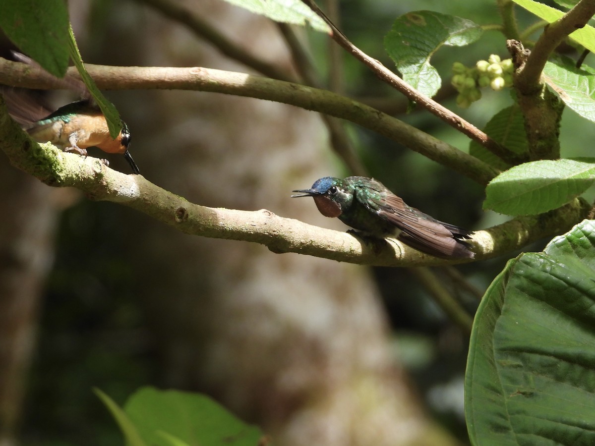 Purple-throated Mountain-gem - ML642880856