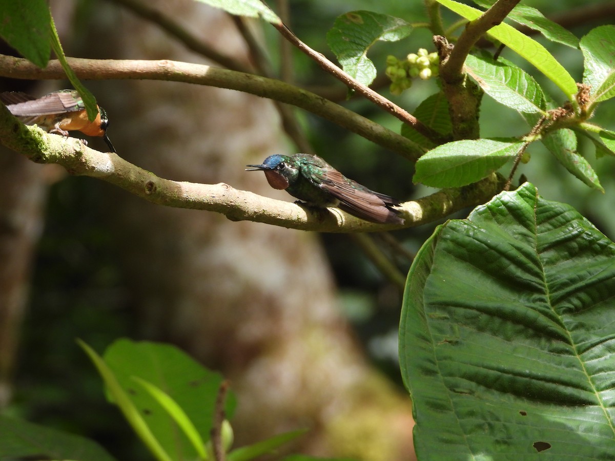 Purple-throated Mountain-gem - ML642880861
