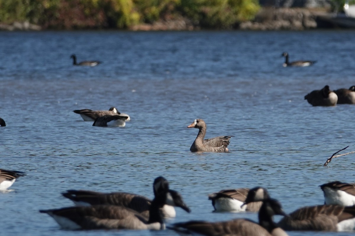 Greater White-fronted Goose - ML642880882