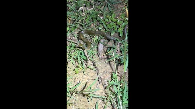 Rice Paddy Snake - ML642880883