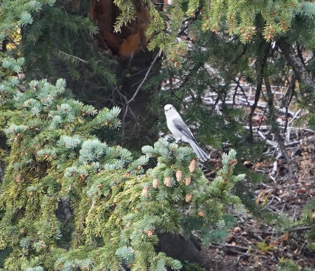 Canada Jay - ML642880887
