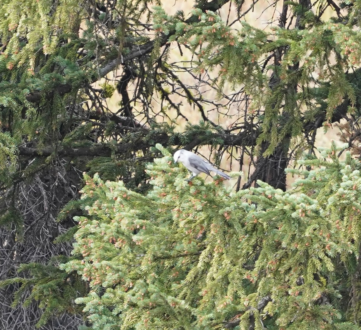 Canada Jay - ML642880890