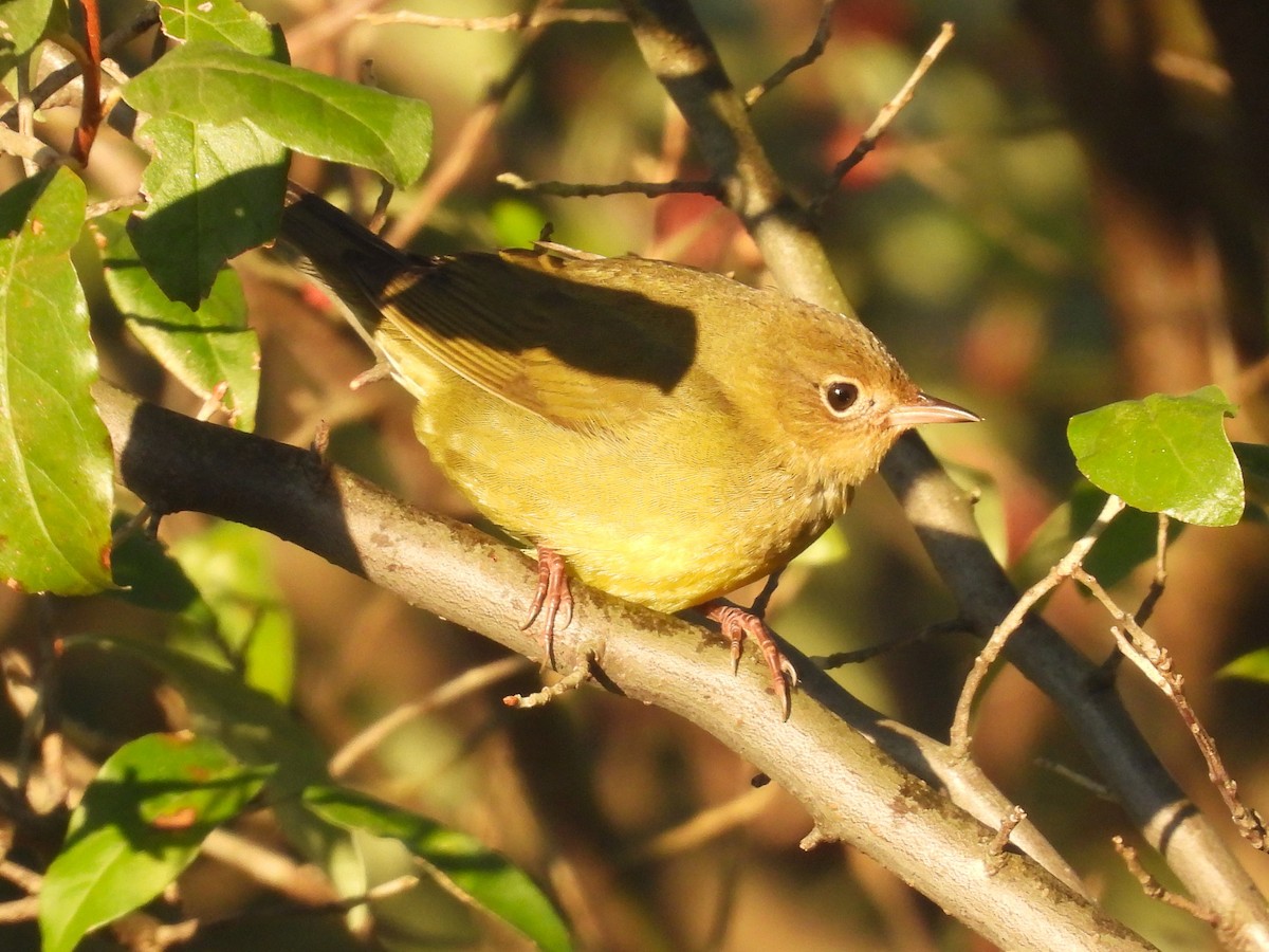 Connecticut Warbler - ML642880897