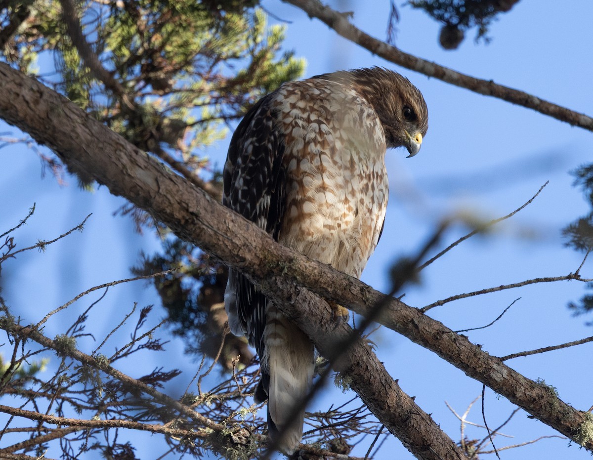 Red-shouldered Hawk - ML642880905