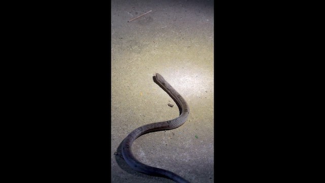 Kukri Snakes - ML642880911