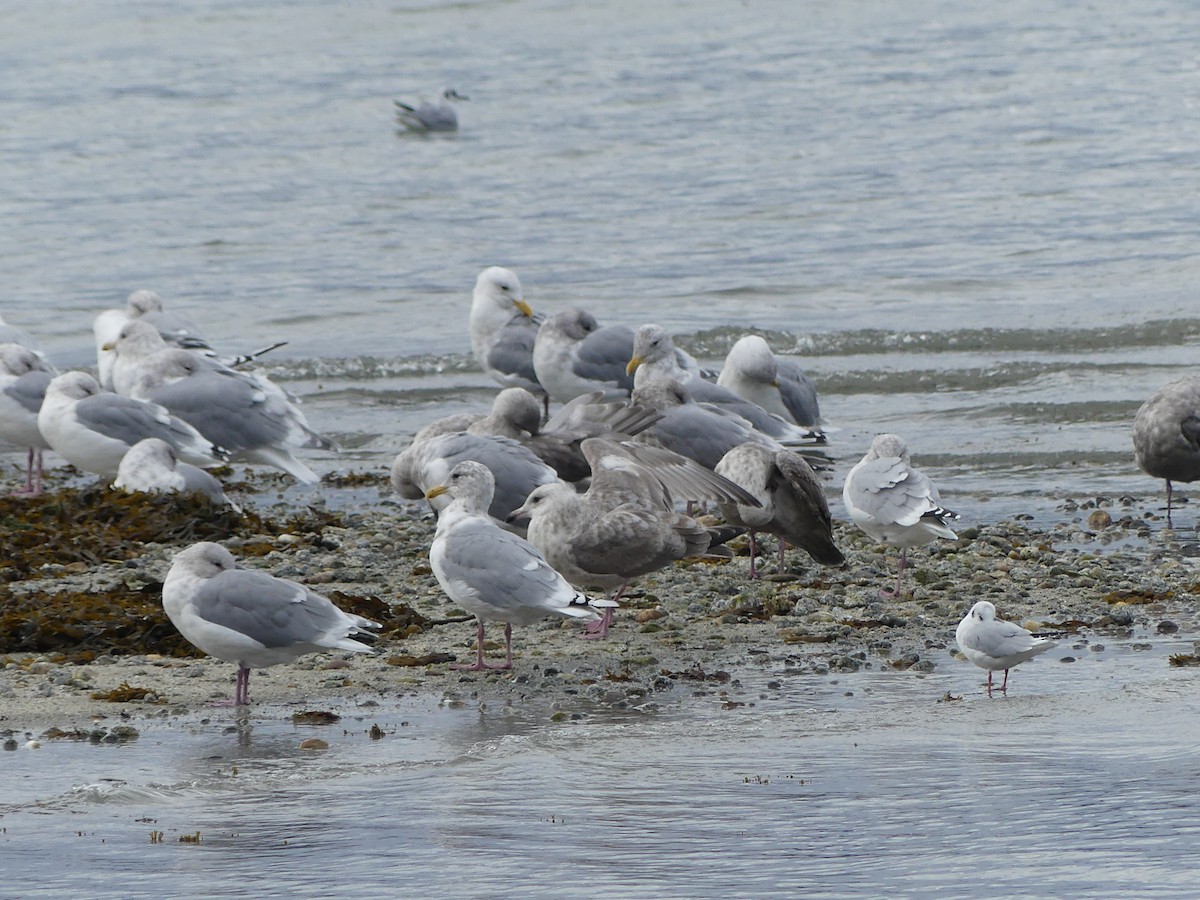 Goéland arctique (thayeri) - ML642880913