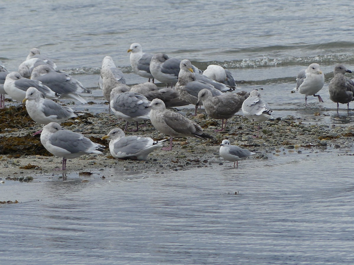 Goéland arctique (thayeri) - ML642880914