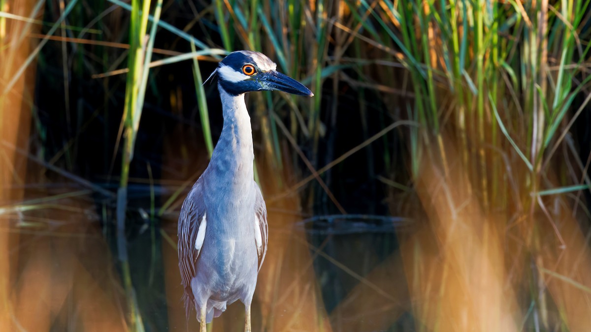 Yellow-crowned Night Heron - ML642880933
