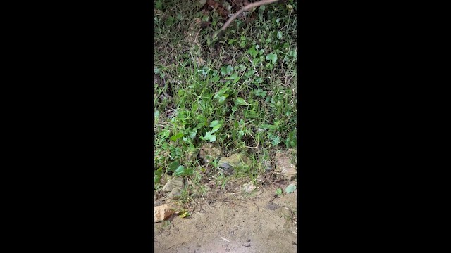 Kukri Snakes - ML642880945