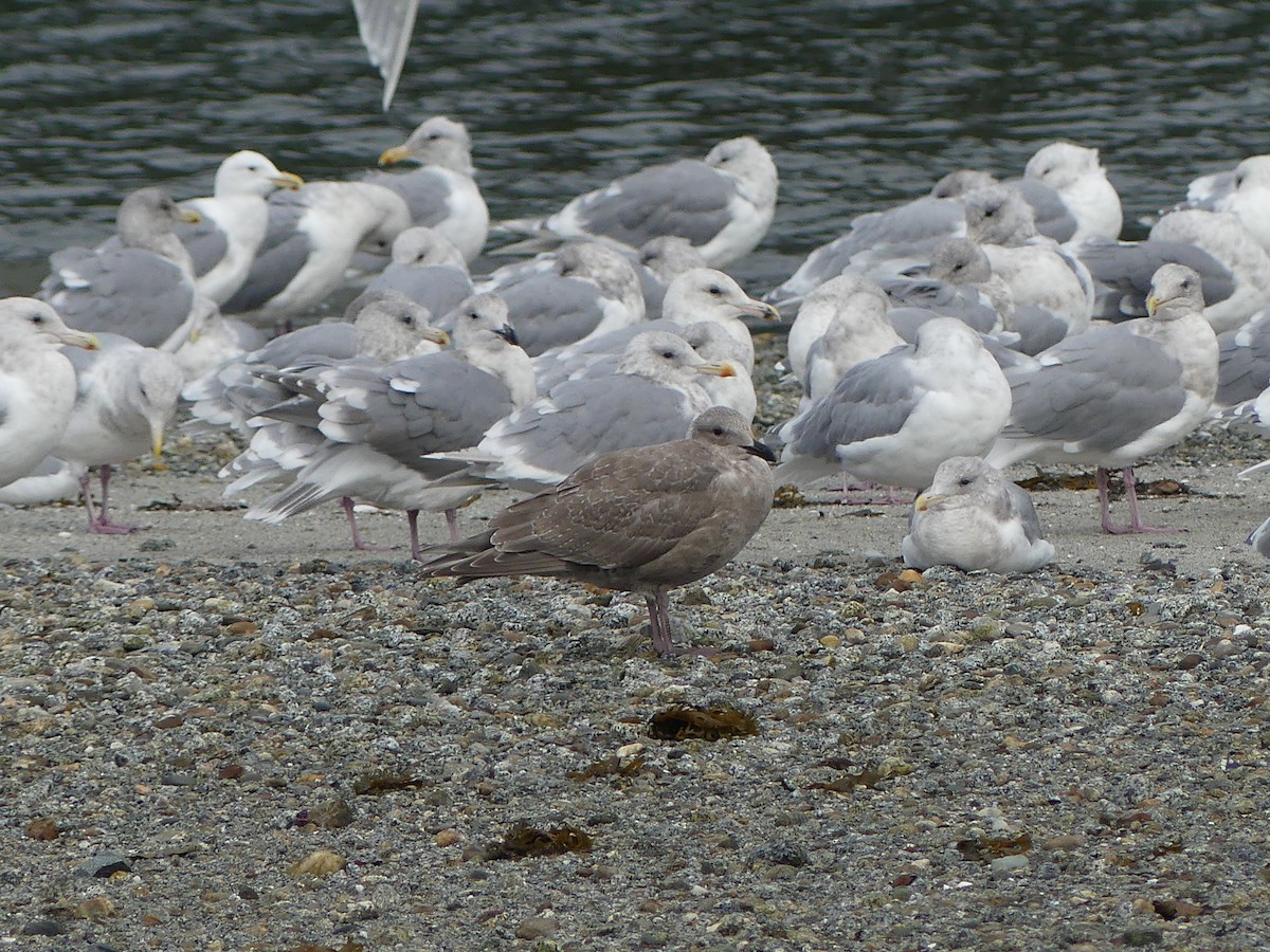 Hybride Goéland hudsonien x G. à ailes grises - ML642880954