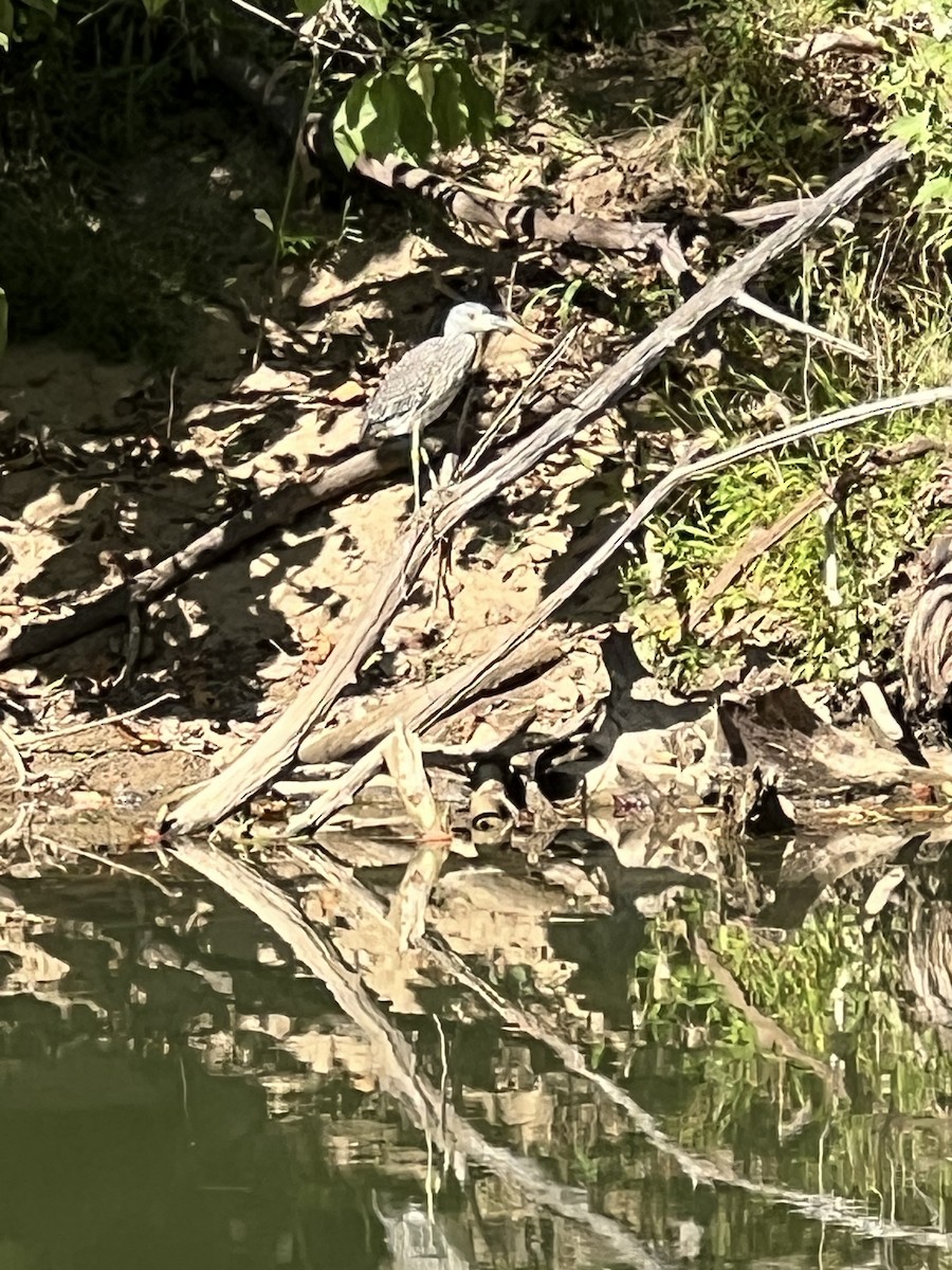 Yellow-crowned Night Heron - ML642880956