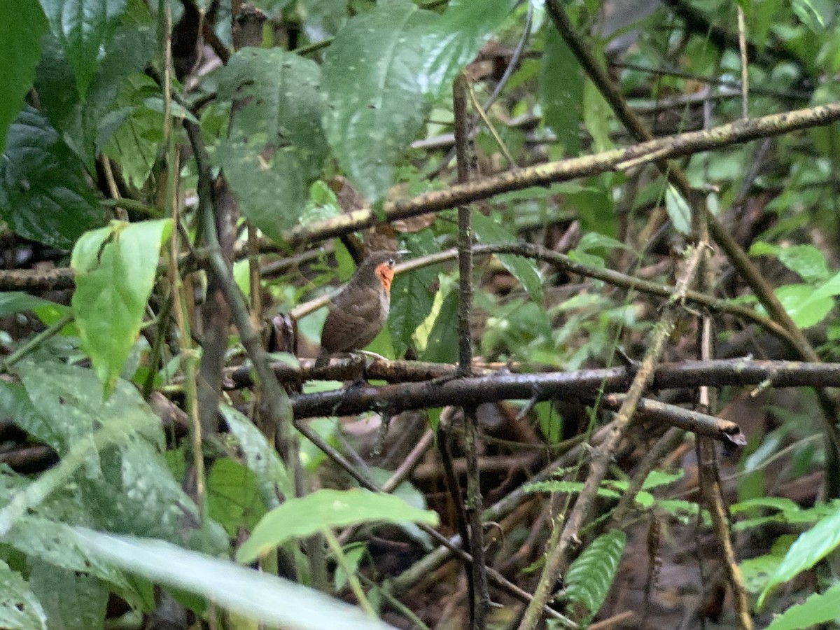 Song Wren - ML642880957