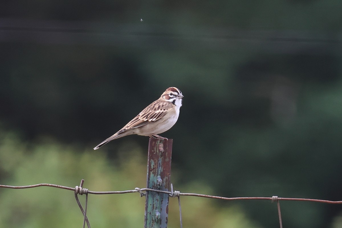 Lark Sparrow - ML642880958
