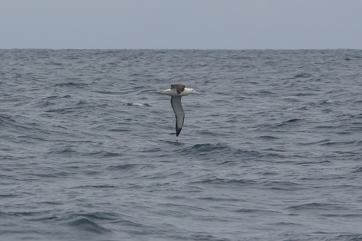 Southern Royal Albatross - ML642880981