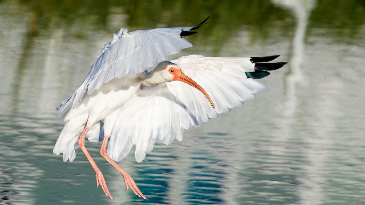 Ibis blanc - ML642880983