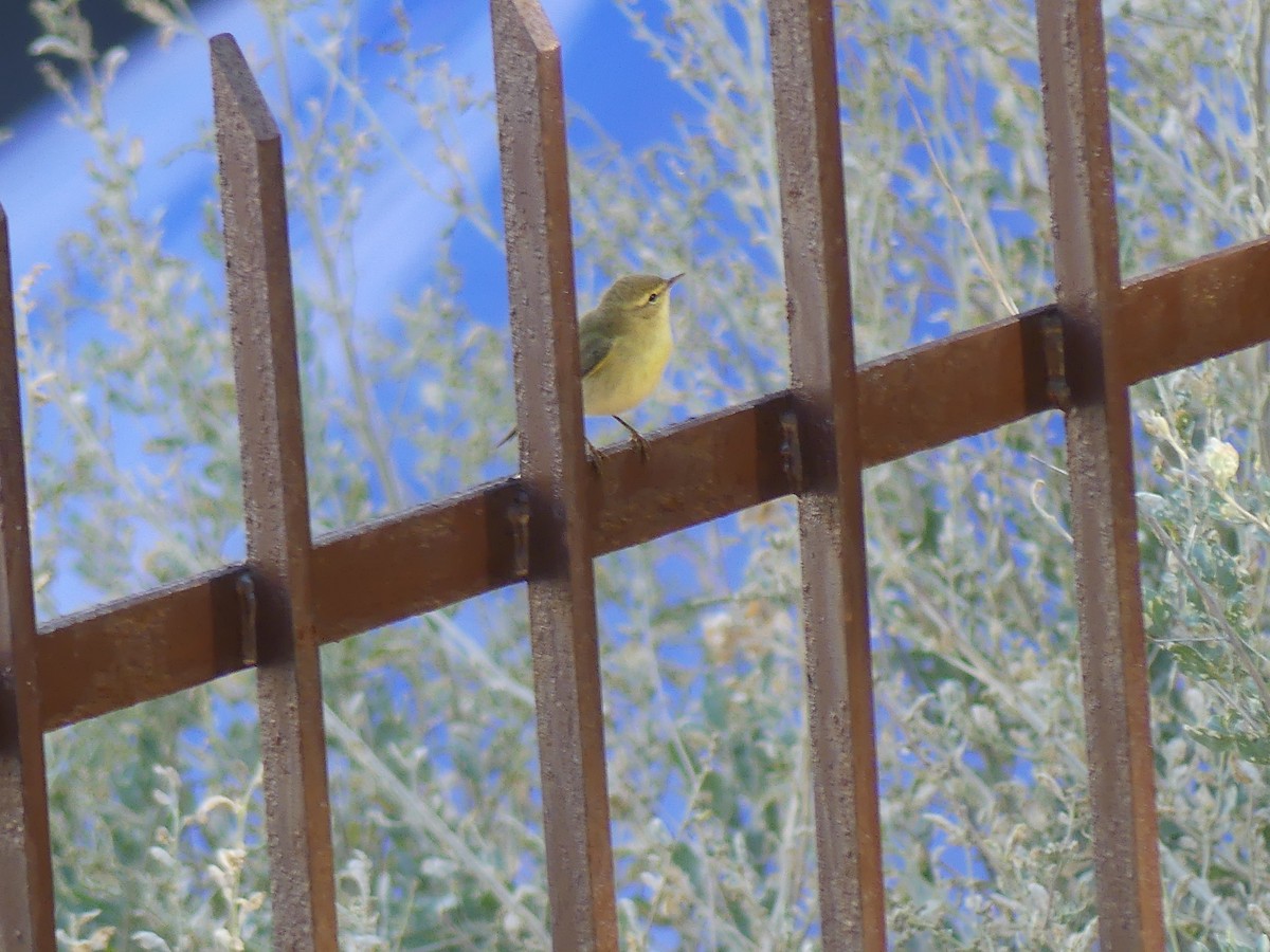 Ногоон дууч шувуу - ML642880989