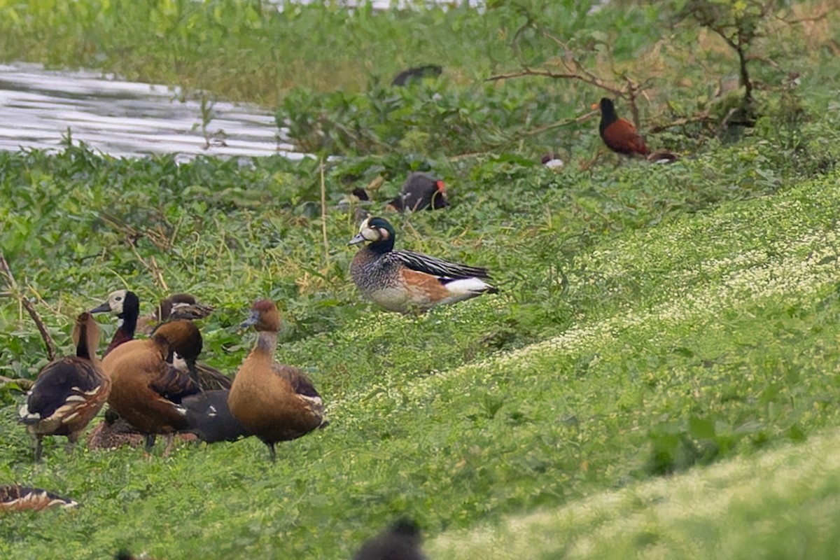 Chiloe Wigeon - ML642881001