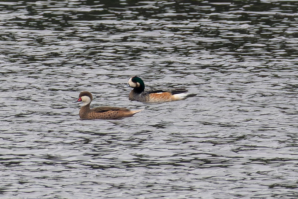 Chiloe Wigeon - ML642881002
