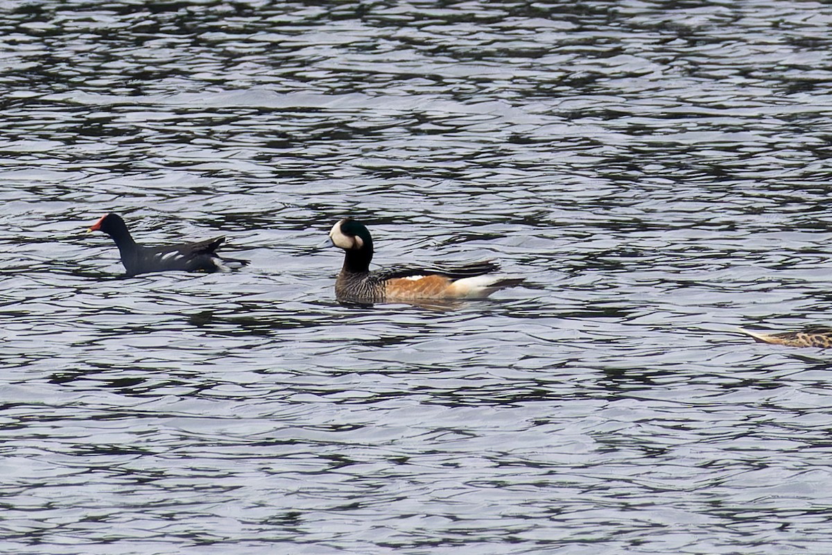 Chiloe Wigeon - ML642881003