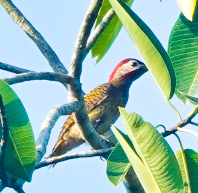 Spot-breasted Woodpecker - ML642881009