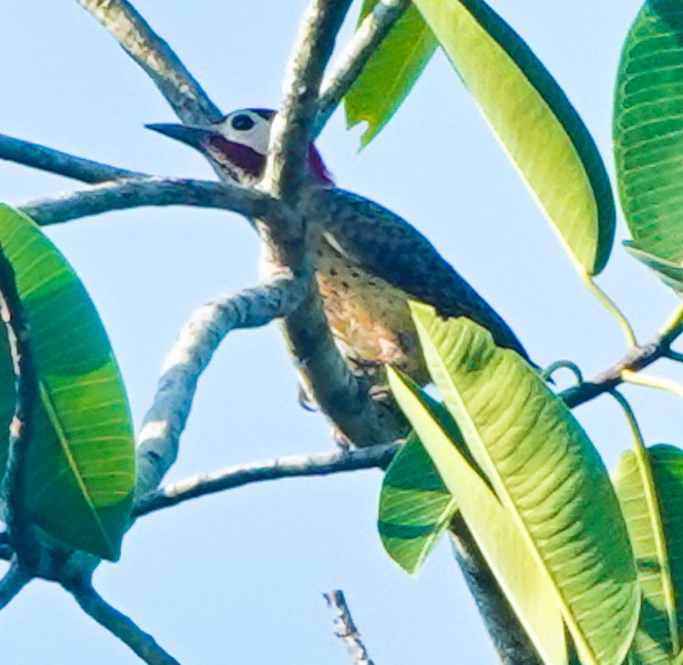 Spot-breasted Woodpecker - ML642881010