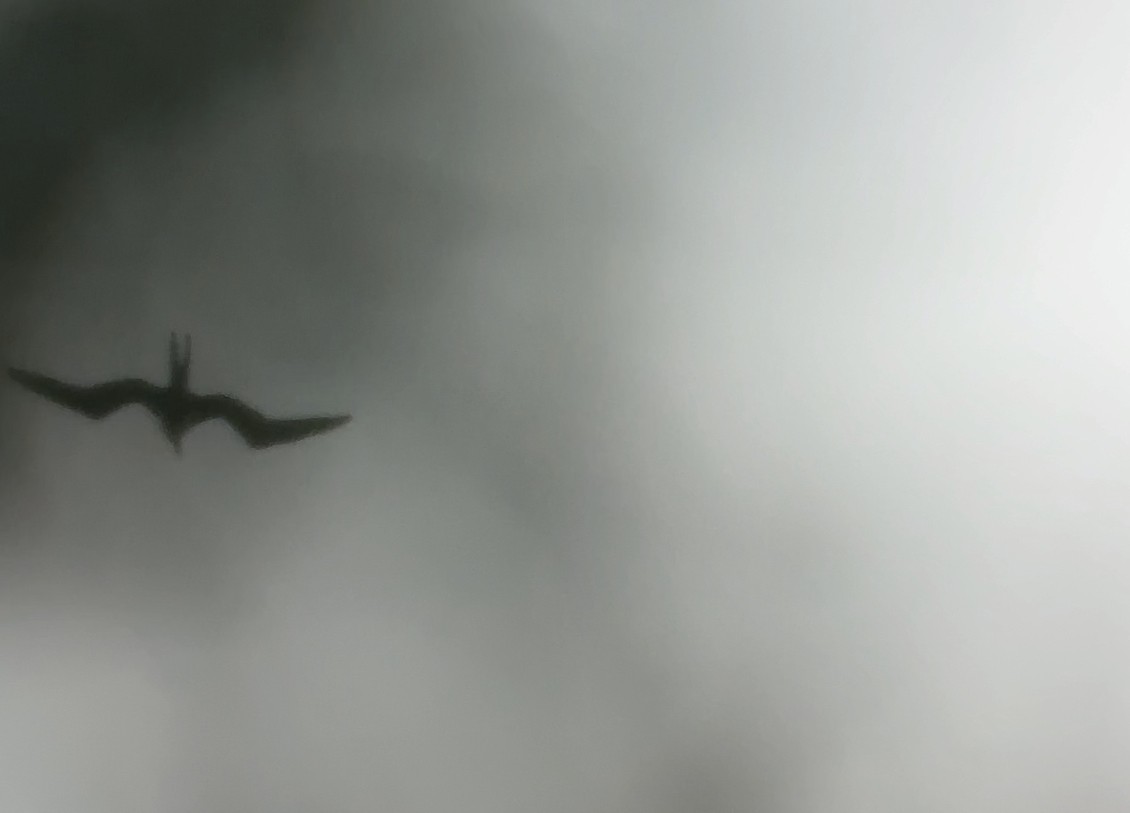 Magnificent Frigatebird - ML642881012