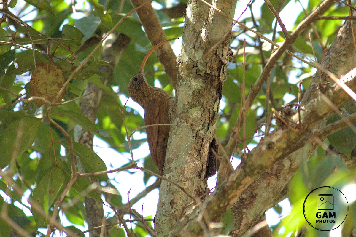 Red-billed Scythebill - ML642881017